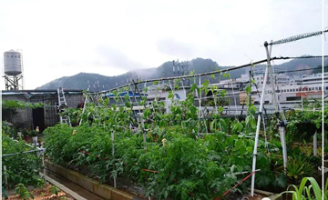 聽說了嗎，多米居然開始搞副業(yè)了？